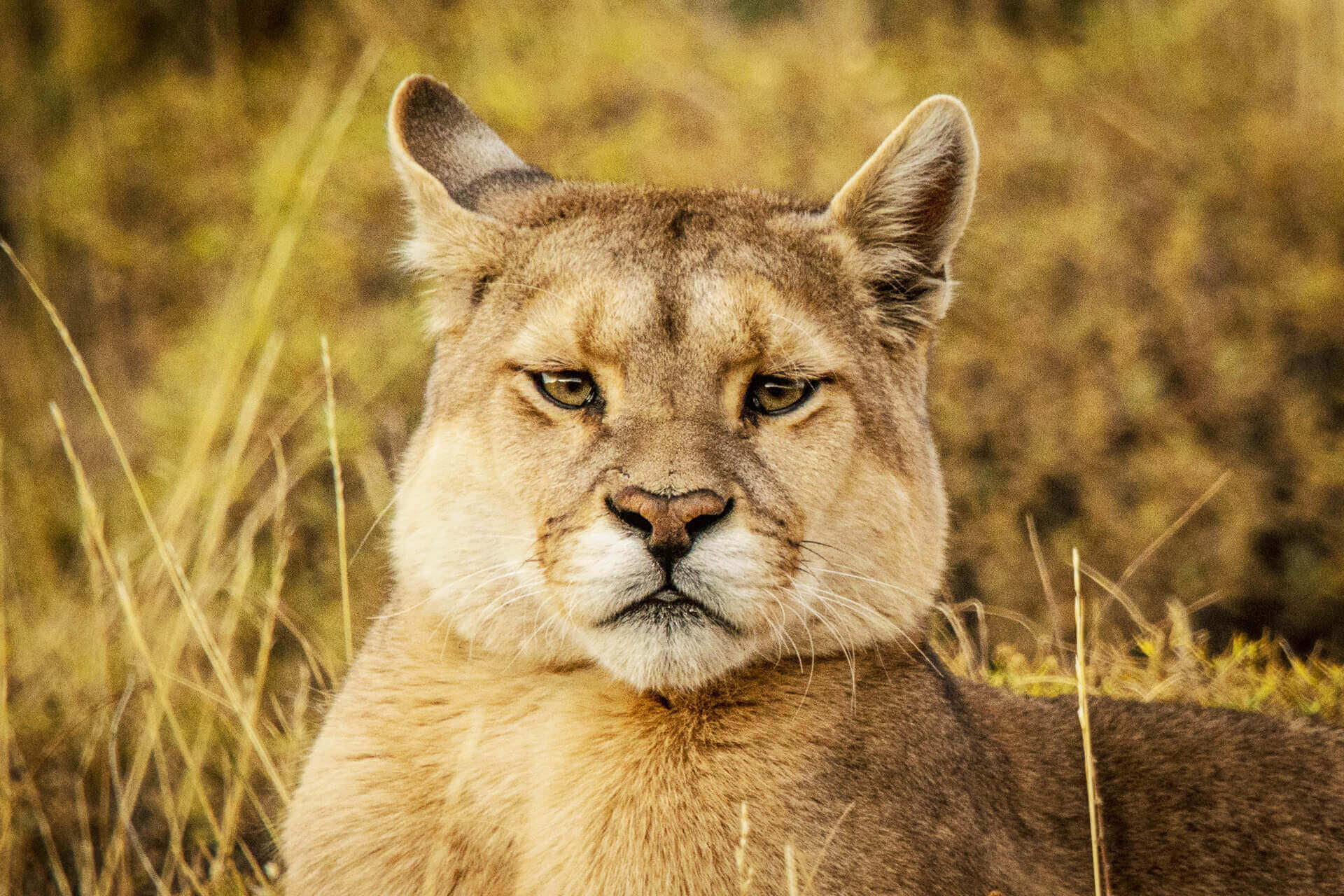 Pumas store